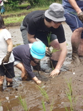 田植え